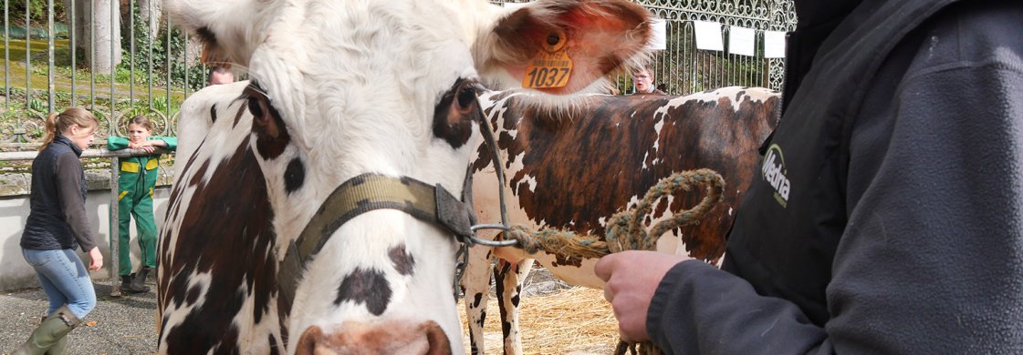 Concours de bestiaux