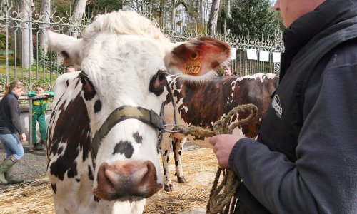 Concours de bestiaux