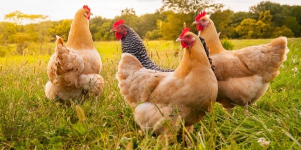 PROTECTION CONTRE LA GRIPPE AVIAIRE