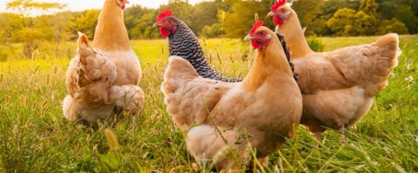 PROTECTION CONTRE LA GRIPPE AVIAIRE