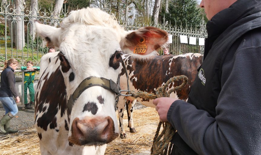 Concours de bestiaux