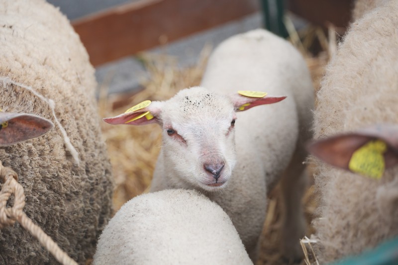 Concours de bestiaux